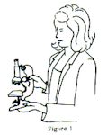 How To Use A Microscope Microbus Microscope Educational Website