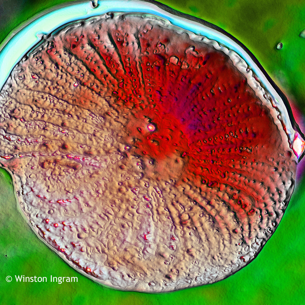Microscopy Foraminifera | Microbus Microscope Educational Website