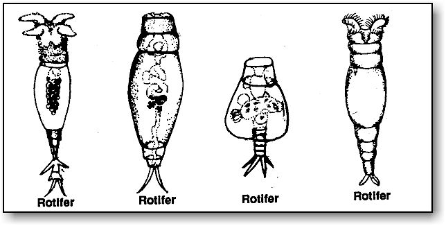 rotifer slide