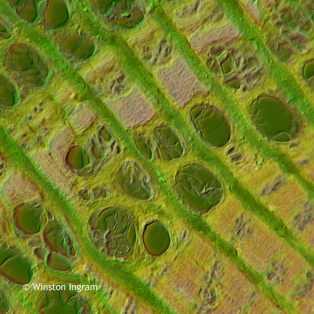 Microscopy Wood | Microbus Microscope Educational Website