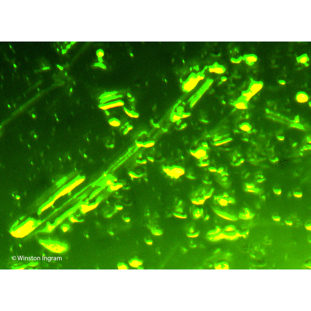 Water Under The Microscope Microbus Microscope Educational Website